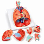 Heart and Lungs Model